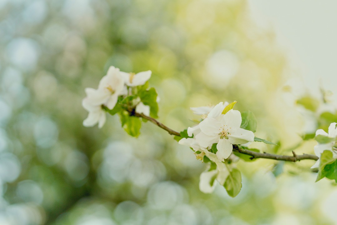 frühling-familienfotoshooting-hannover-familienshooting-familie-shooting-region-hannover-blütenshooting-kreativnus-schmidt-fotografie-familienfotografin-fotografin-wunstorf-titel